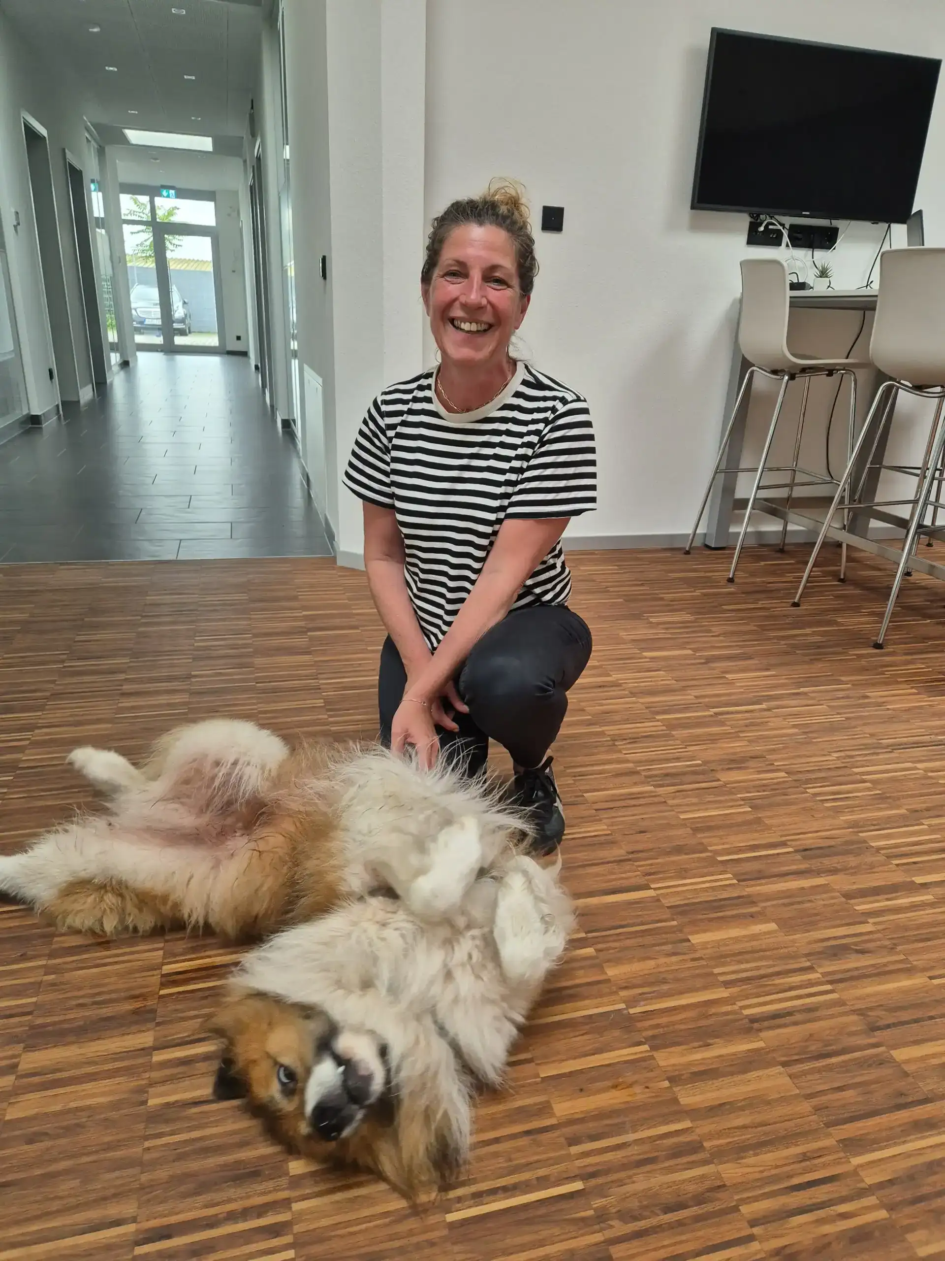 Bürohund Devan
